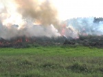 За сутки спасатели ликвидировали 42 пожара в природных экосистемах