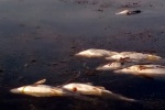 На озере Лиман в Змиевском районе гибнет рыба