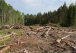 СБУ обнаружила на Харьковщине незаконную вырубку леса