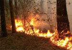 За сутки спасатели более 40 раз выезжали тушить лесные пожары