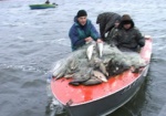 Коррупция в органах рыбоохраны составляла десятки миллионов гривен