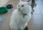 Кошки из харьковского приюта нуждаются в новом доме
