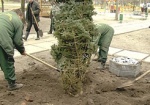 За осень в Харькове высадят более тысячи деревьев