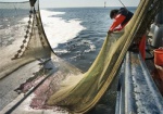 С 2016 года в Азовском море запрещен промысловый вылов пеленгаса и камбалы
