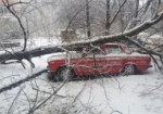 Жителей Харькова просят сообщать об упавших деревьях