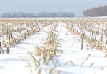 Снежный покров улучшил состояние озимых на полях области