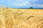 Харьковщина входит в 10-ку лучших аграрных областей
