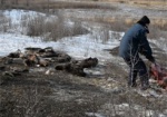 В Двуречанском районе общественники заподозрили массовое уничтожение животных