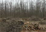 Скандал в Валковском районе. 10 лет лесники вырубают местный лес, жители - против