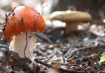 За год на Харьковщине отравились грибами 10 человек