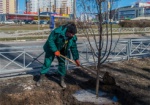 С начала весны в городе высадили 300 деревьев