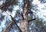 Новая техника и реструктуризация лесного хозяйства. Депутаты облсовета заседали в комиссиях