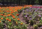 В Харькове планируют высадить 2 миллиона цветов