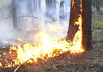 На Харьковщине из-за выжигания травы чуть не загорелся лес