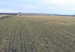 В Украине посев ранних зерновых выполнен более чем на 90%