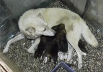 Мама - «лайка», а дети - дикие волчата. «Азовцы» привезли в Харьков новорожденных щенков