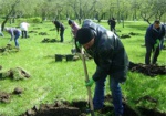 На территории музея Сковороды высадили 100 деревьев