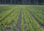 Лесхозпредприятия области выполнили 100% работ по посадке деревьев