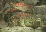 История крокодила, которого спасли в харьковском зоопарке
