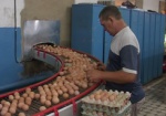 Украина сократила производство яиц на 17%
