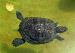 В зоопарке устроят «День черепахи»