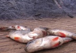 Борьба с браконьерами на Харьковщине: за два месяца изъято 2700 кг рыбы
