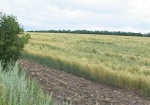 Дождь уничтожил часть посевов на Харьковщине