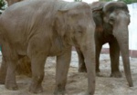 В субботу в зоопарке пройдет День слонов