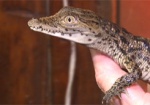 В Харьковском зоопарке родились нильские крокодилы