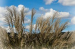 Биотопливо: В Украине начали выращивать «слоновую траву»