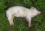 В Нововодолажском районе нашли трупы свиней