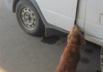 Служебная собака помогла пограничникам обнаружить патроны