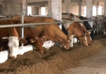 Красноградский район внедряет современные технологии в работе молочного блока