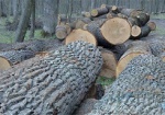 Под Харьковом браконьеры вырубили дубов на 7,5 млн. грн.
