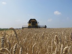 Уборку ранних зерновых в области планируют завершить в ближайшие дни