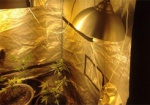 Харьковчанин выращивал коноплю у себя в квартире
