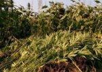 На Харьковщине обнаружили полгектара посевов конопли