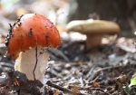 Грибной сезон: в области дети отравились грибами