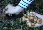 Харьковчанам рассказали, как избежать отравления грибами