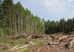 ЕС поставил ультиматум по вырубке леса в Украине