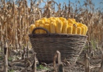 Украинские аграрии начали сбор урожая кукурузы