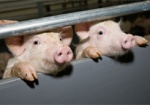 Африканскую чуму свиней впервые зафиксировали на Харьковщине