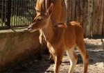 В Харьковском зоопарке – пополнение у антилоп