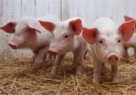 Африканскую чуму свиней выявили в хозяйстве Харьковской нацакадемии