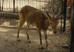 Двух животных из харьковского зоопарка отправили в Николаев