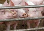 С начала вспышки АЧС на Харьковщине убили почти 400 свиней