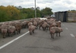 На Окружной дороге перевернулась фура со свиньями