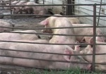 На этой неделе жителям области начнут выплачивать компенсации за свиней, убитых в связи с АЧС