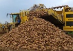 На Харьковщине убрали почти 30% площадей сахарной свеклы