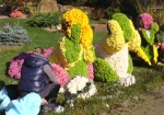 Скульптуры из цветов и романтические фотозоны. Как в Харькове готовятся к Балу хризантем